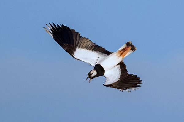 Northern Lapwing