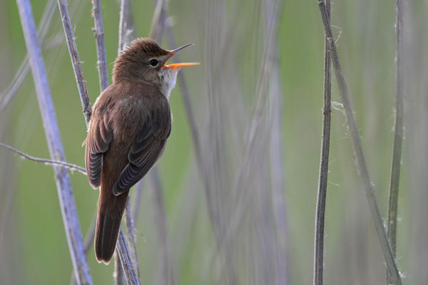 Marsh Warbler