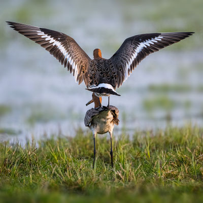 Blacktailed Godwits