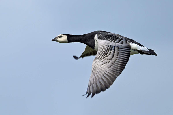 Barnacle Goose
