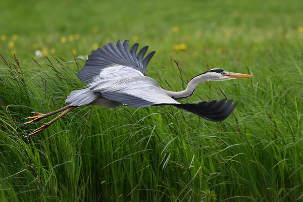 Grey Heron