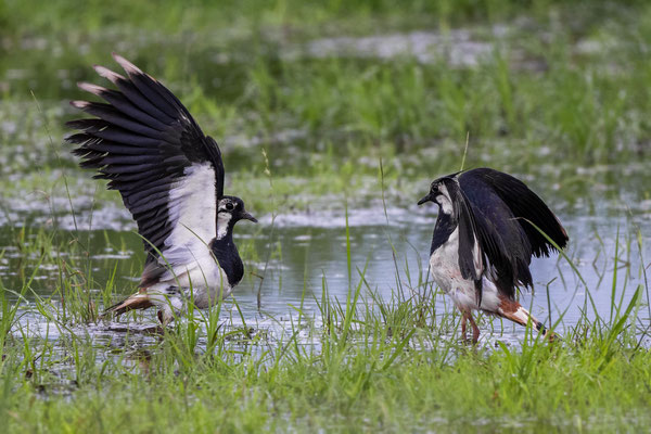 Northern Lapwings