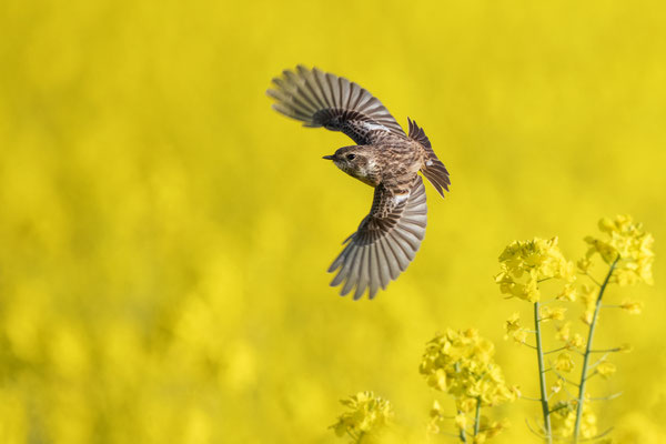 Nikkor Z600 6.3 S PF