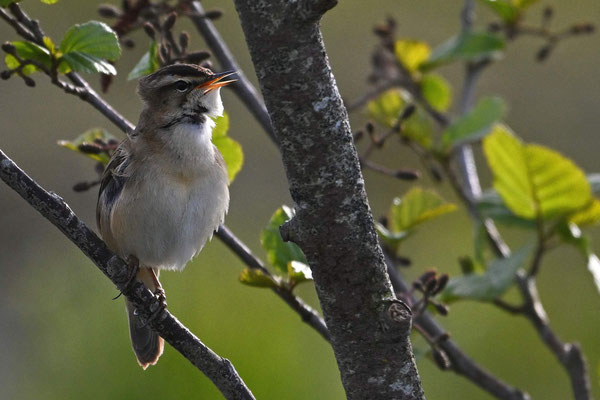 Sedge Warbler
