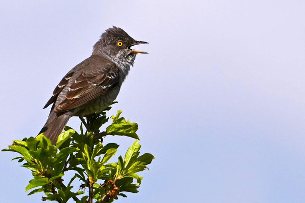 Barred Warbler