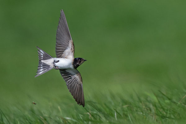 Barn Swallow (imm.)