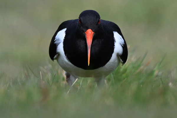 Eurasian Oystercatcher