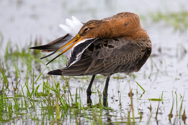 Blacktailed Godwit