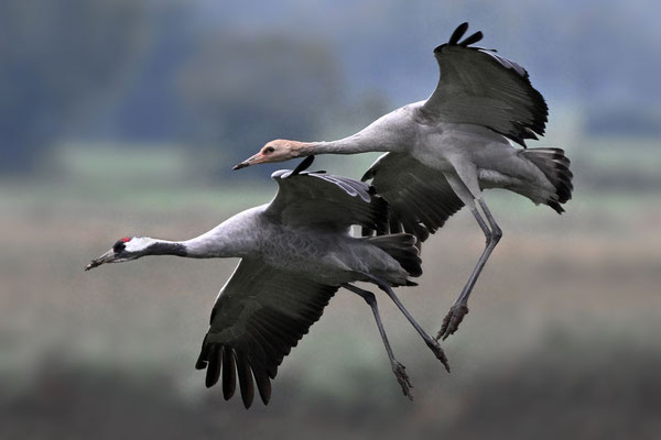 Common Cranes