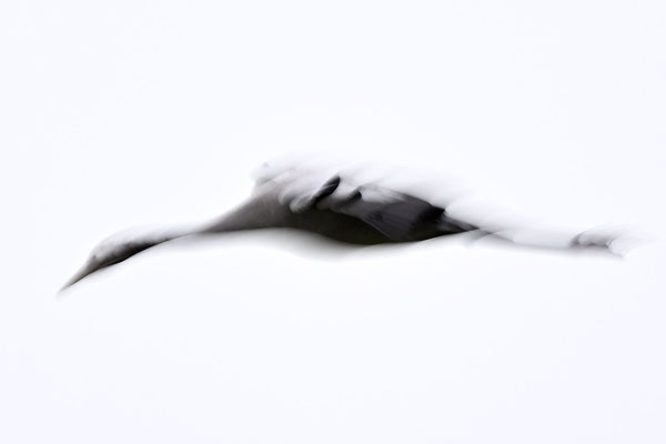 'Crane 1'