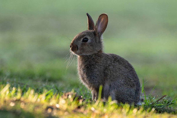 Wild rabbit