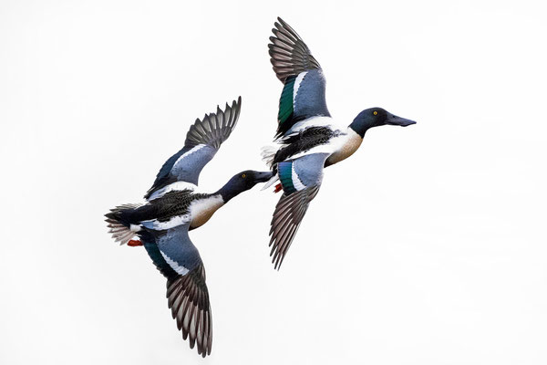 Northern Shovelers (males)