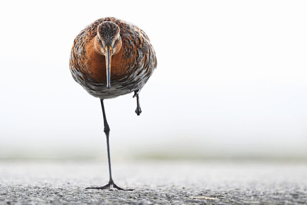 Blacktailed Godwit