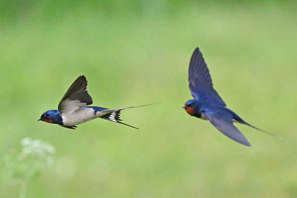 Barn Swallows