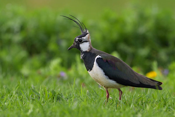 Northern Lapwing