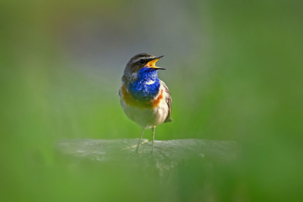 Centraleuropean Bluethroat
