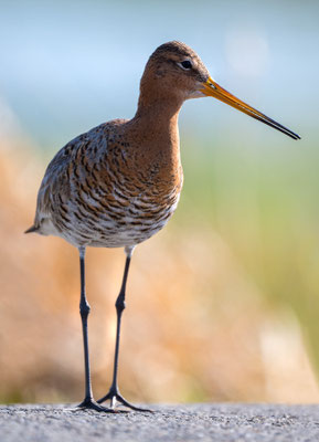 Blacktailed Godwit