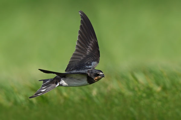 Barn Swallow