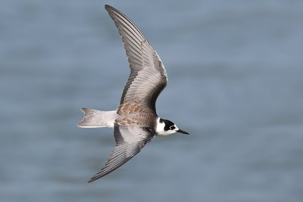 Black Tern
