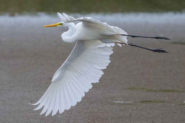Great (White) Egret