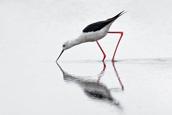 Black-winged Stilt