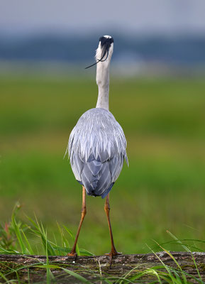Grey Heron