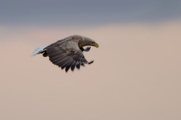 White-tailed Eagle