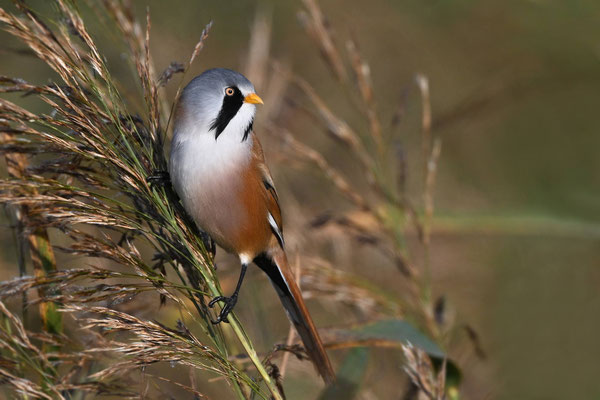 Bearded Tit (male)