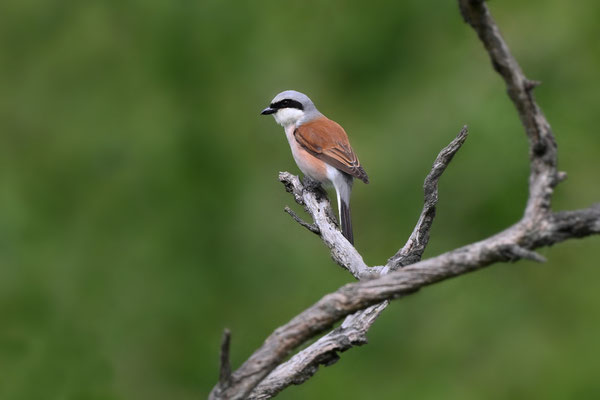 Red-backed Shrike (male)