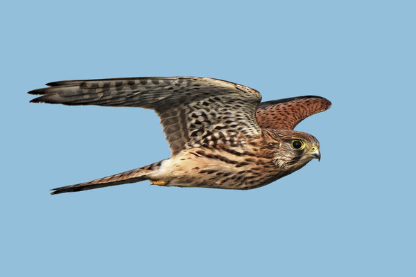 Common Kestrel