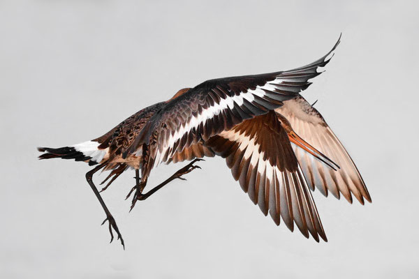 Backtailed Godwits
