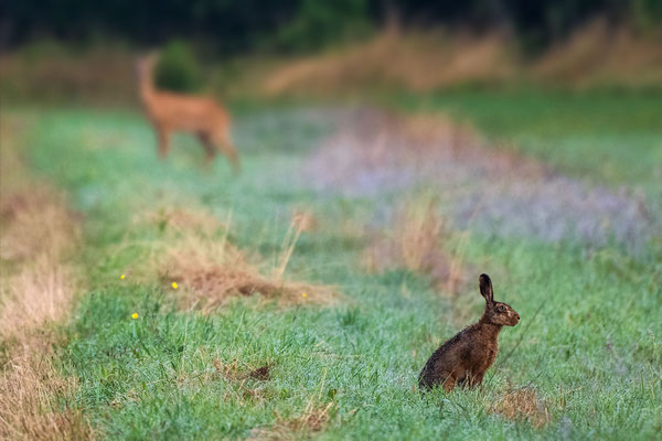 Hare and Roe Deer