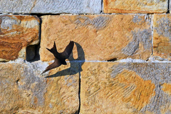 Common Swift