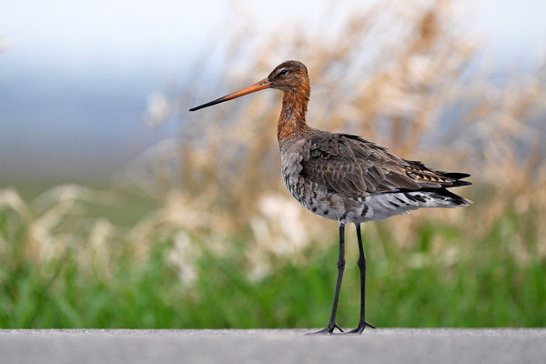 Blacktailed Godwit