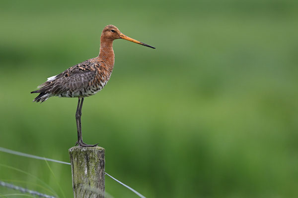 Backtailed Godwit