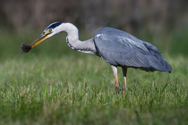 Grey Heron with Vole
