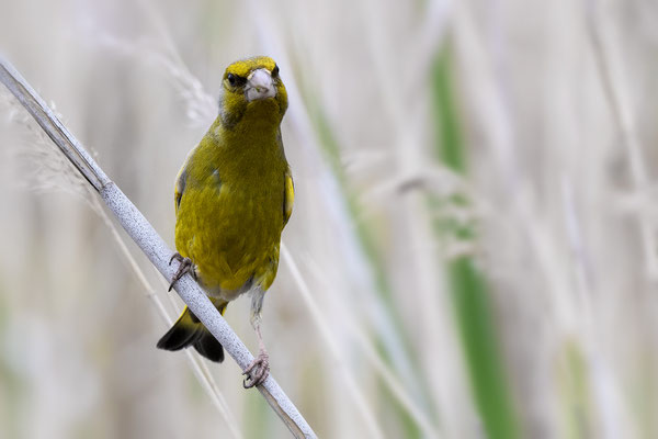 Greenfinch