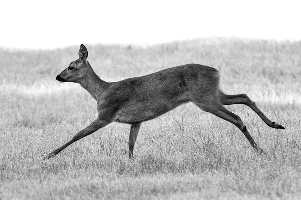 Roe Deer
