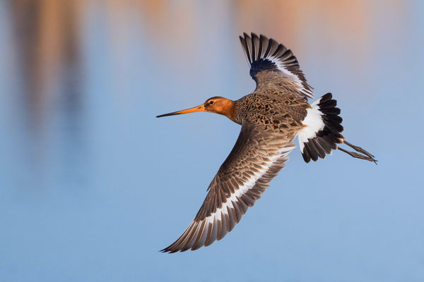 Blacktailed Godwit