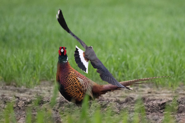 Northern Lapwing and Common Pheasant