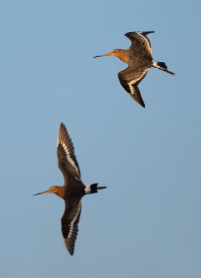 Backtailed Godwits