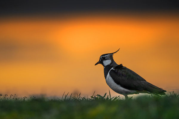 Northern Lapwing