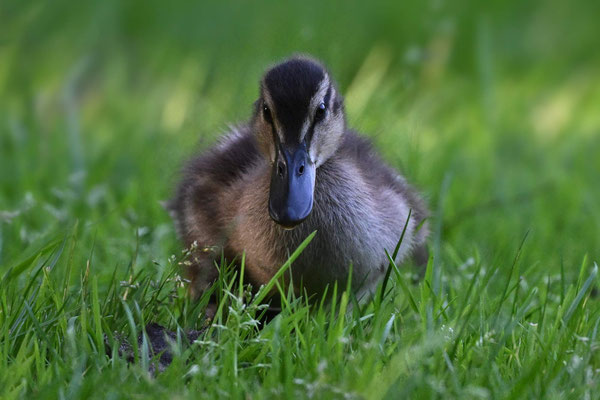 Mallard (juv)