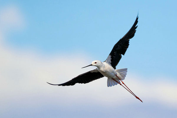 Black-winged Stilt