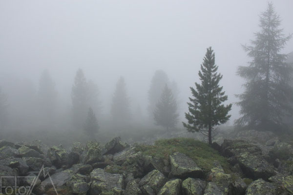 Nebel im lichten Bergwald.