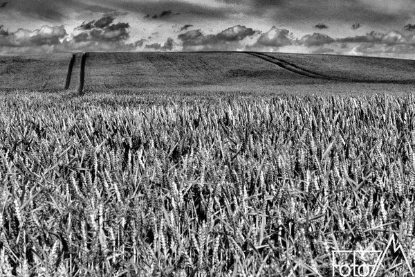 Getreidefeld in Schwarz und Weiß.
