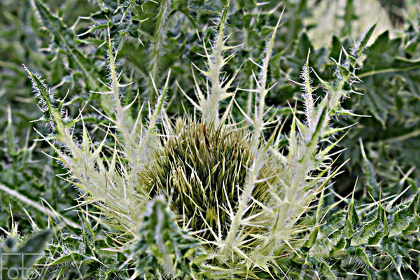 Alpen-Kratzdistel (Cirsium spinosissimum).
