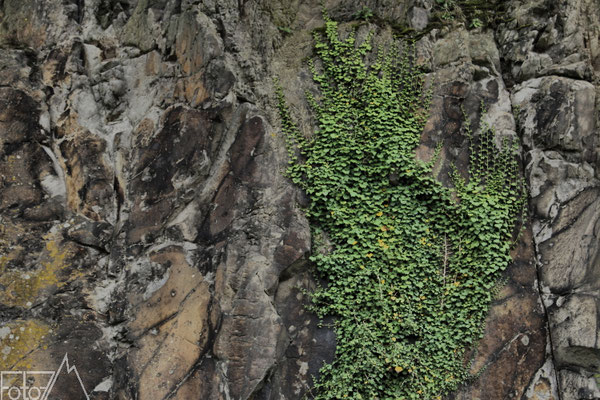 Gewöhnlicher Efeu (Hedera helix).