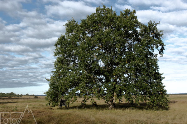 Steil-Eiche (Quercus robur).