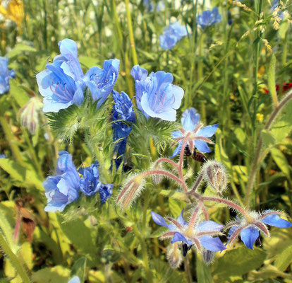 Wichtige Wildpflanzen-Nahrung für Bienen, Hummeln, Schmetterlinge und andere Insekten. 